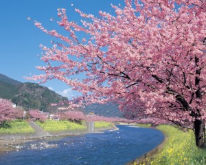 kawazusakura1